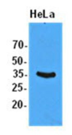 eIF2 alpha/EIF2S1 Antibody (5E10) - BSA Free, Novus Biologicals 100&mu;L;
